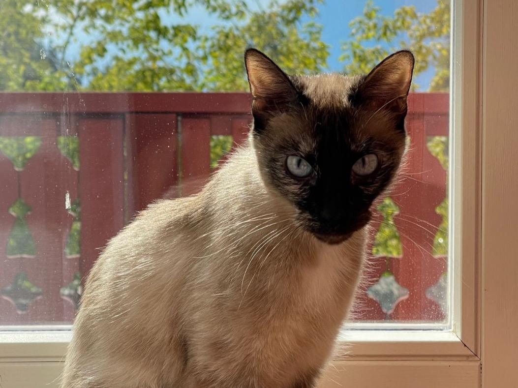 Siamese 8 years old female named Minu for breeding in Épinay-sous-Sénart, Île-de-France | Petmeetly
