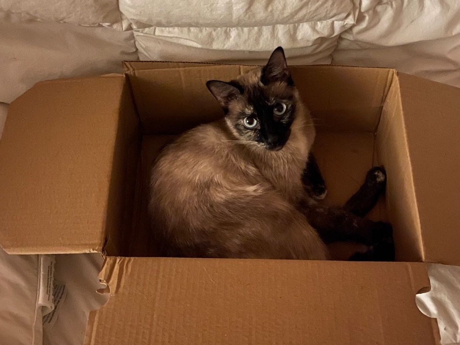 Siamese 8 years old female named Minu for breeding in Épinay-sous-Sénart, Île-de-France | Petmeetly