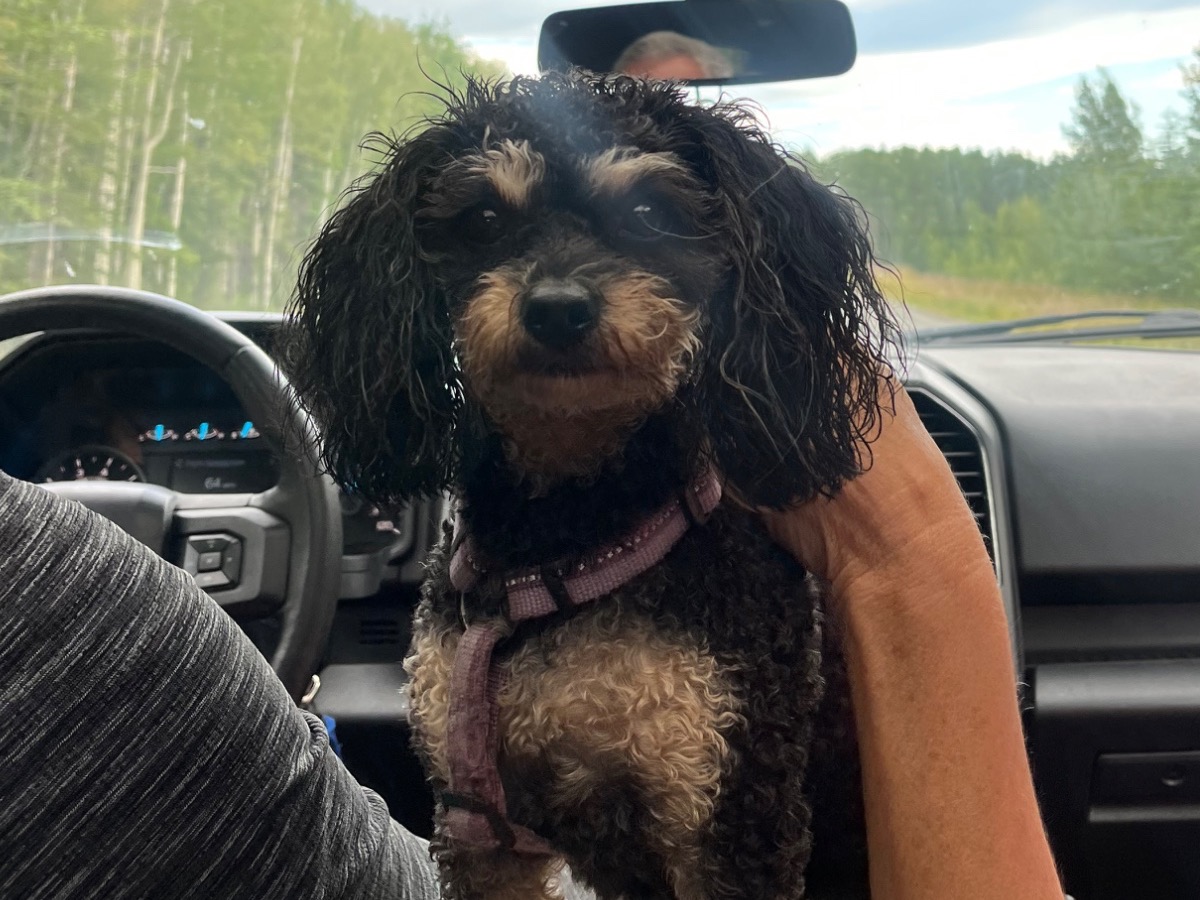 Cavalier King Charles Spaniel 3 years old female small named Ellie for breeding in Anchorage, Alaska | Petmeetly