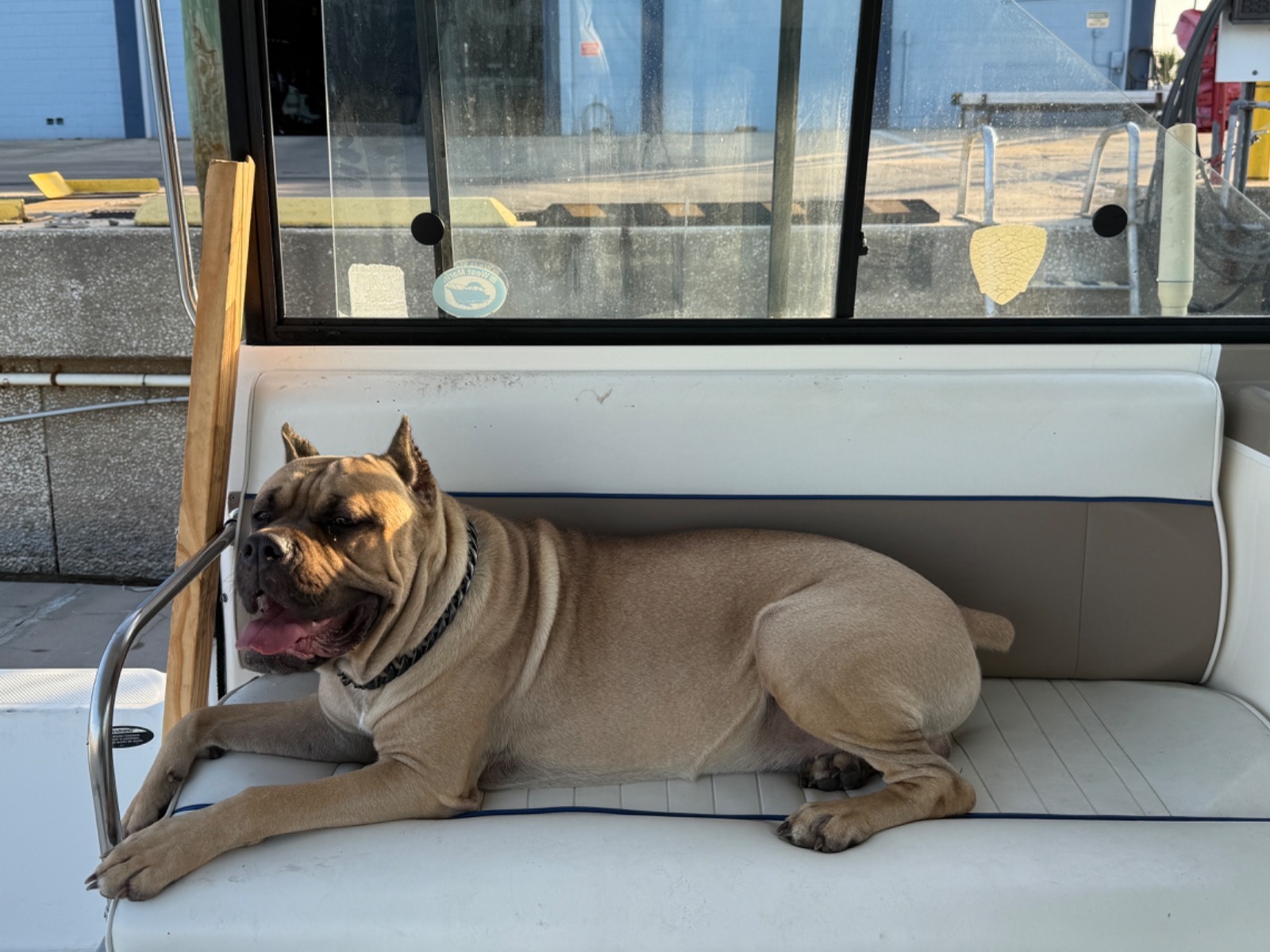 Cane Corso 2 years 5 months old male extra large named Lox for breeding in Haines City, Florida | Petmeetly