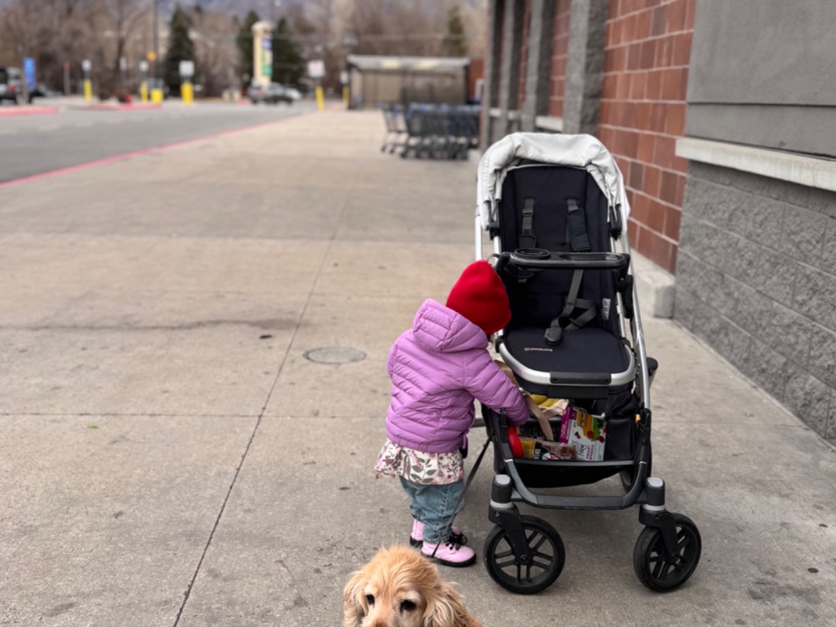 evee - English Cocker Spaniel | Petmeetly