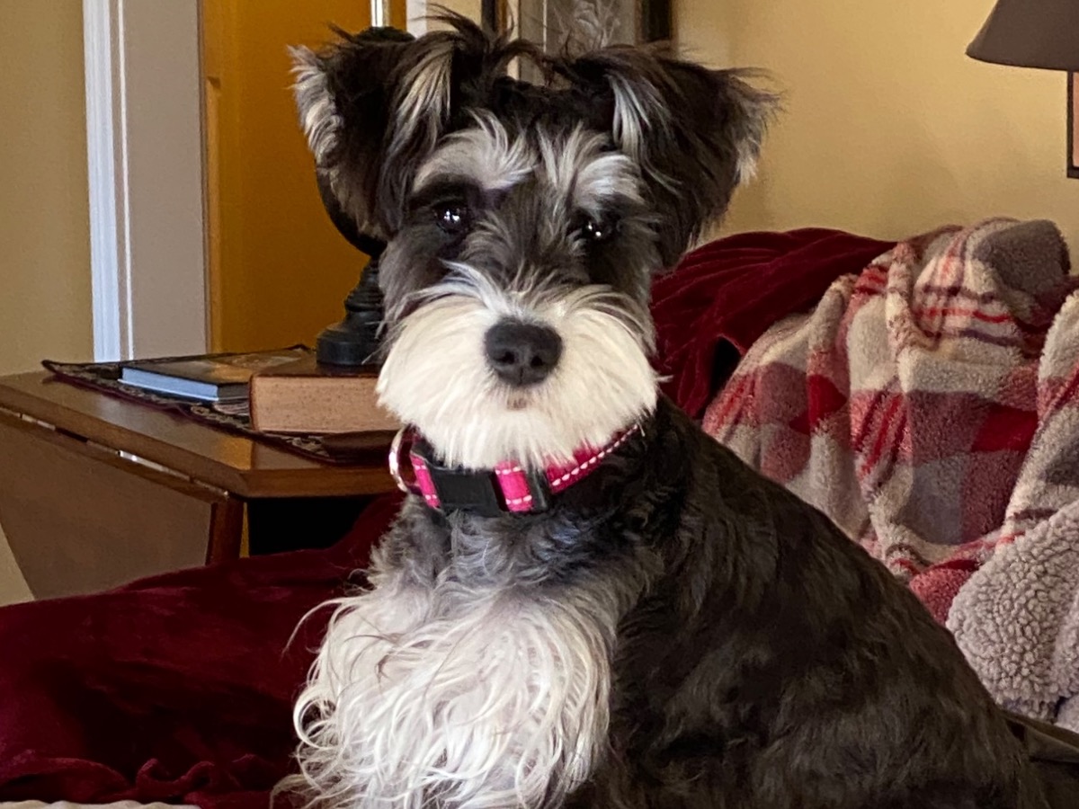 Gracie - Miniature Schnauzer | Petmeetly