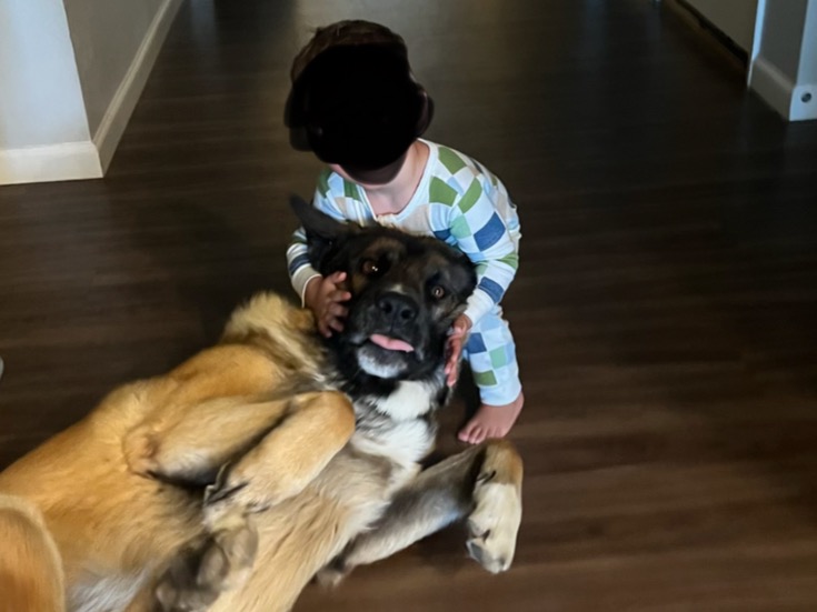 Belgian Malinois 6 years old male extra large named Apollo for breeding in Elizabeth, Colorado | Petmeetly