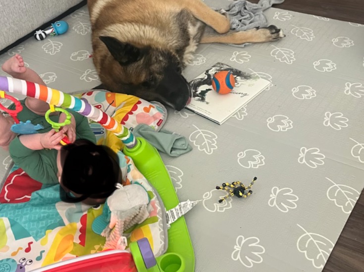 Belgian Malinois 6 years old male extra large named Apollo for breeding in Elizabeth, Colorado | Petmeetly