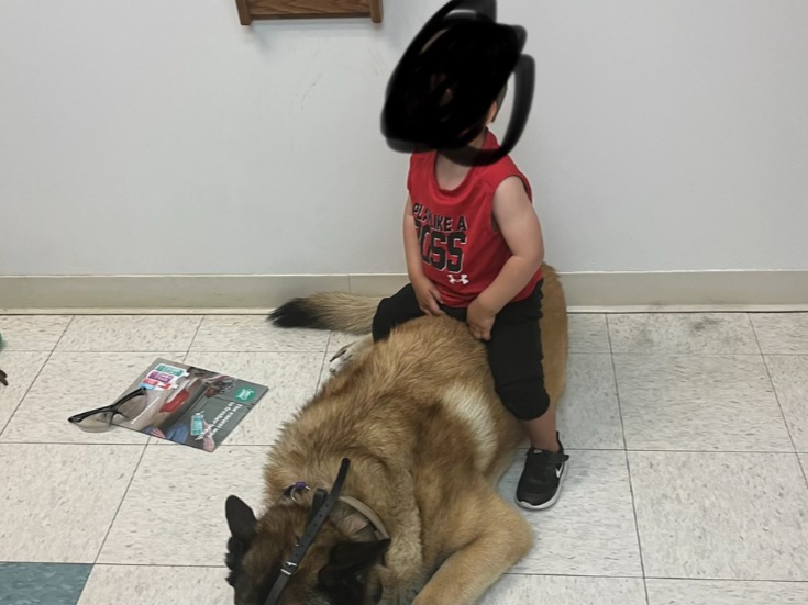 Belgian Malinois 6 years old male extra large named Apollo for breeding in Elizabeth, Colorado | Petmeetly