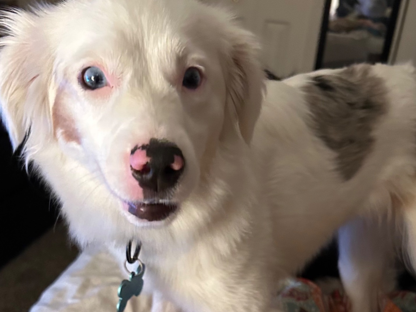 Henrietta - Miniature Australian Shepherd | Petmeetly