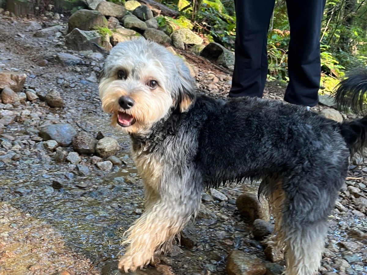Yorkipoo 1 year old male medium named Bigge for breeding in Langley Township, British Columbia | Petmeetly