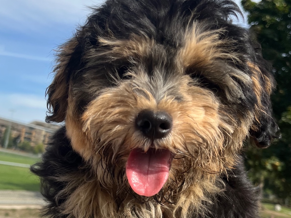 Yorkipoo 1 year old male medium named Bigge for breeding in Langley Township, British Columbia | Petmeetly
