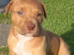 American PitBull Terrier 1 year 1 month old male medium named max for breeding in Nashville, Tennessee | Petmeetly