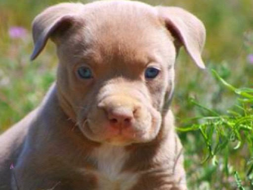 American PitBull Terrier 1 year 1 month old male medium named max for breeding in Nashville, Tennessee | Petmeetly