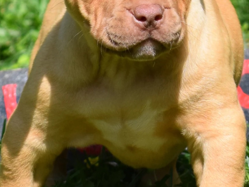 American PitBull Terrier 1 year 1 month old male medium named max for breeding in Nashville, Tennessee | Petmeetly