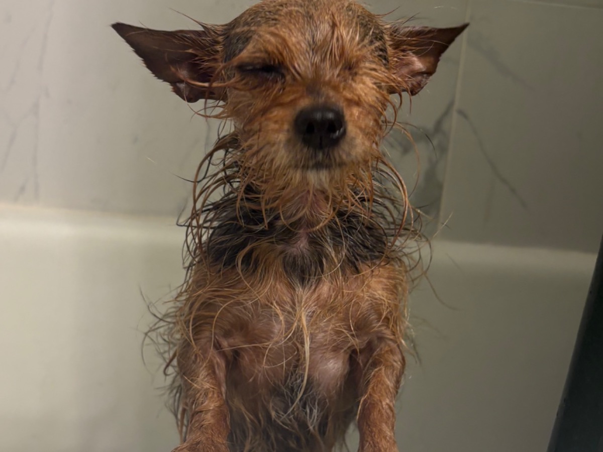 Padme - Yorkshire Terrier | Petmeetly