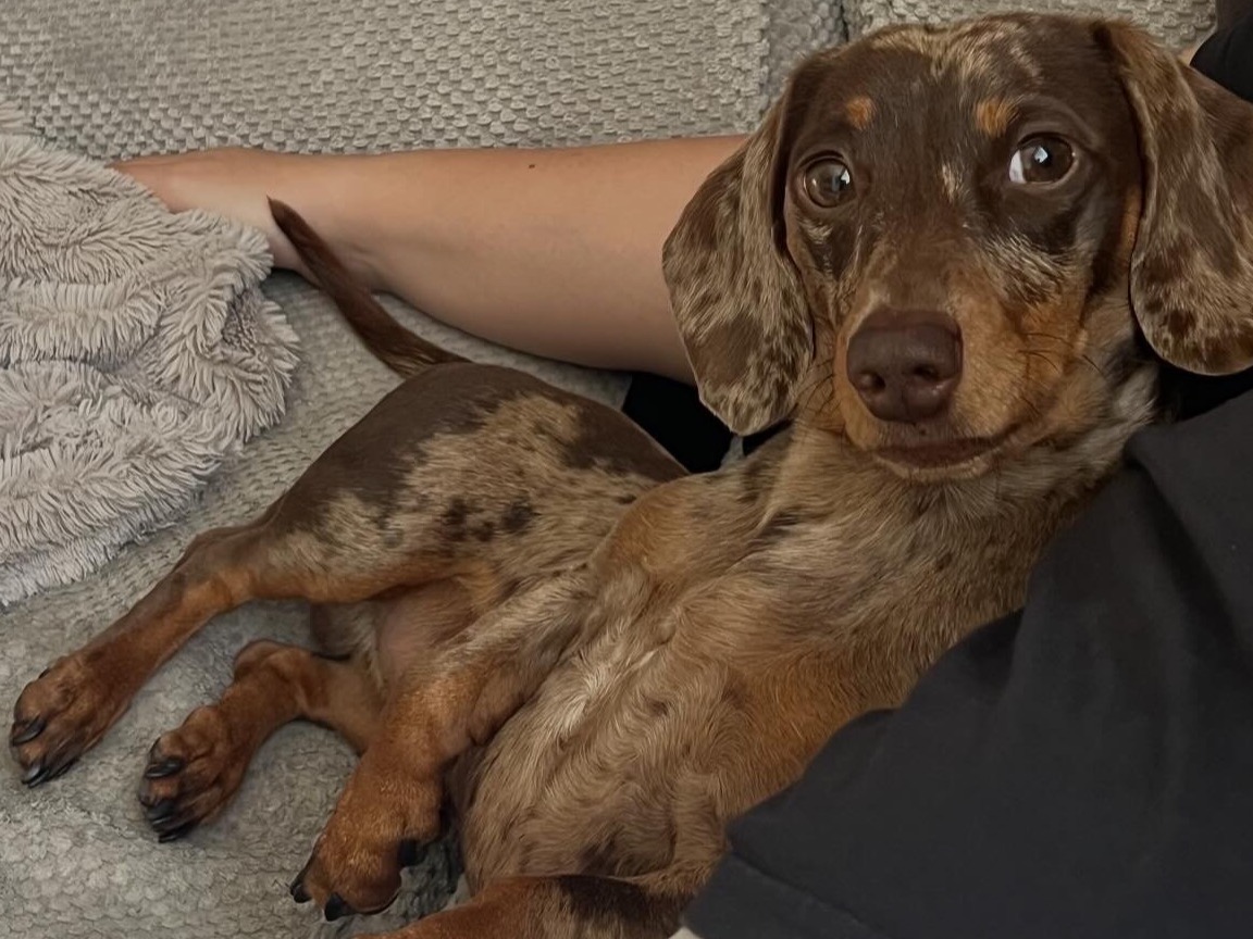 Miniature Dachshund 2 years old male small named Pablo for breeding in Ferryhill, England | Petmeetly