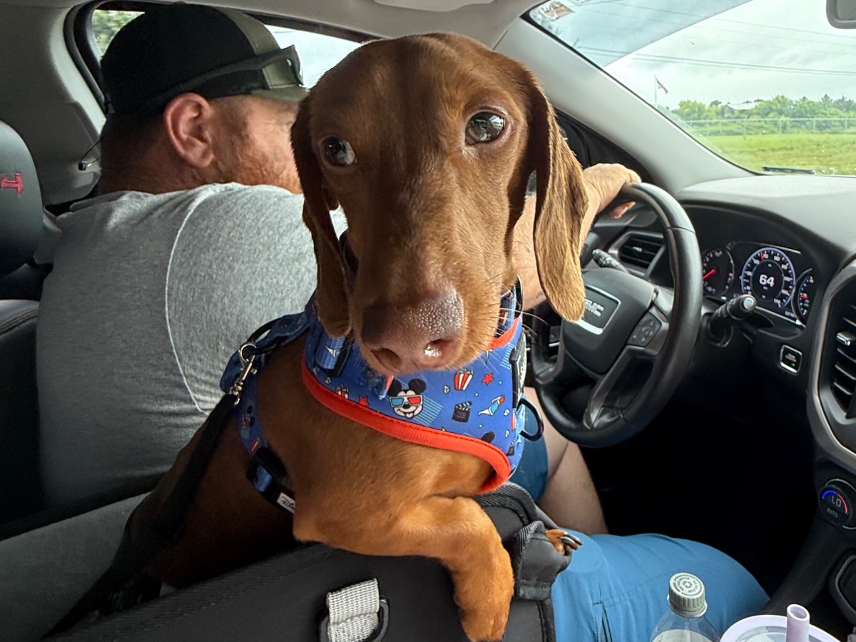 Miniature Dachshund 2 years 2 months old male small named Jax for breeding in Nicholasville, Kentucky | Petmeetly