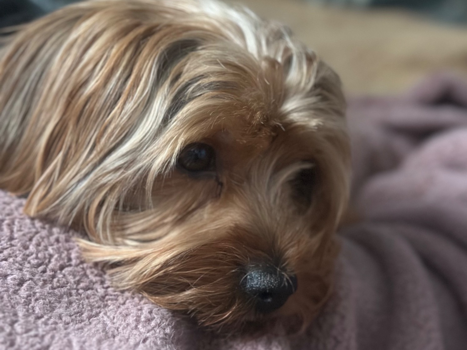 Morkie 2 years old male small named Prince for breeding in Lakeland, Florida | Petmeetly