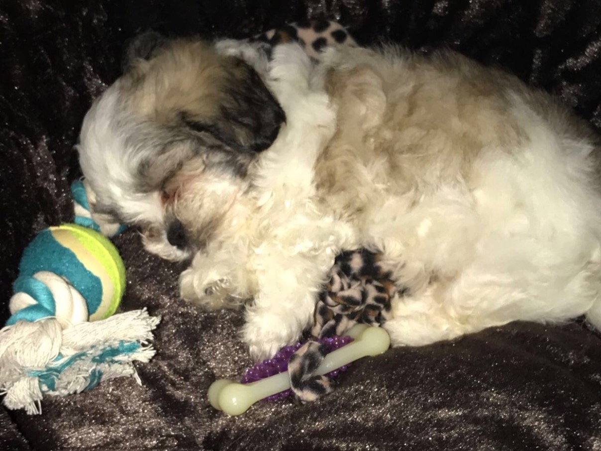 Maltese Shih Tzu 5 years old male small named Simba for breeding in Brandon, Florida | Petmeetly