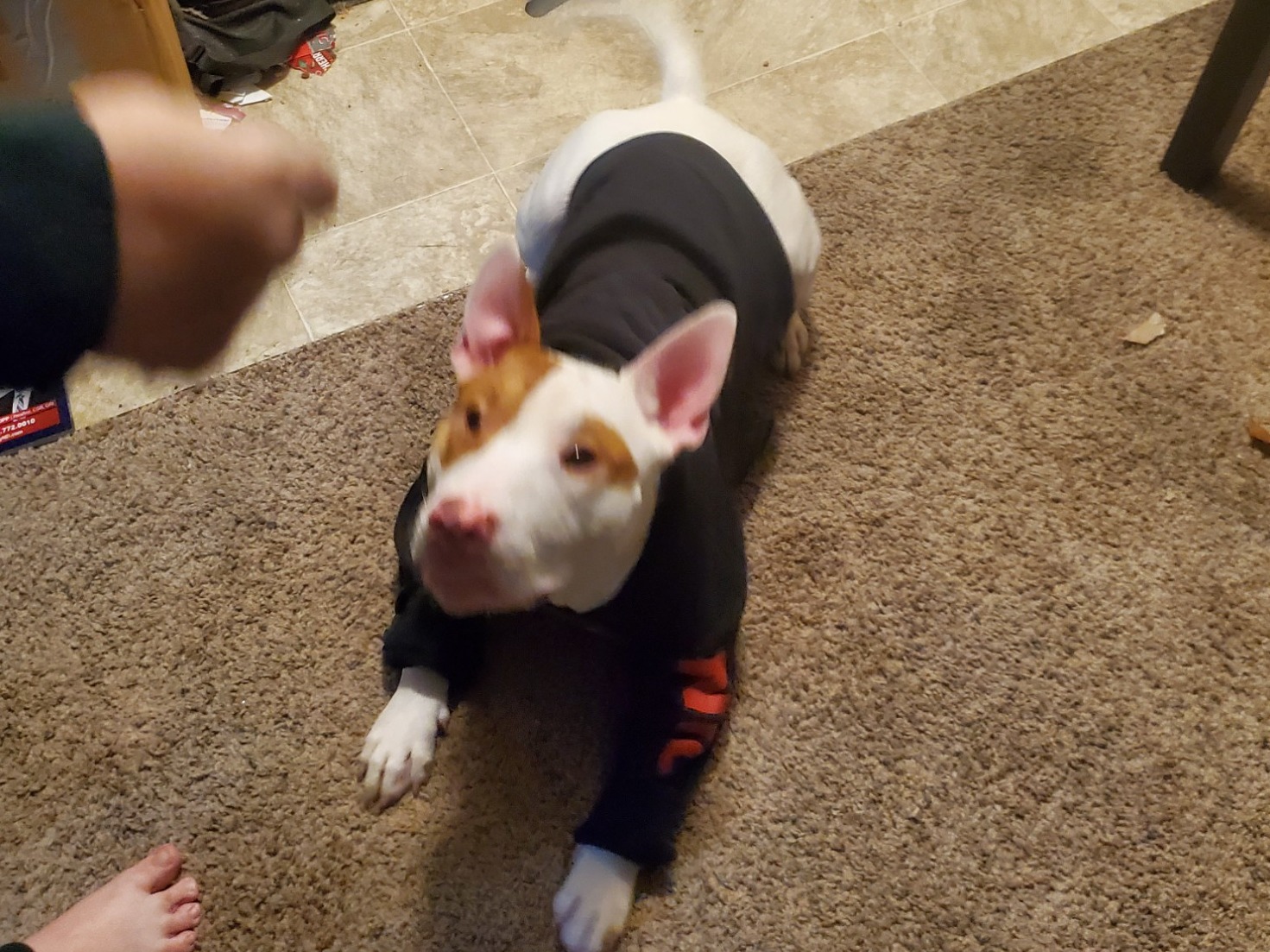 Cupid - Bull Terrier | Petmeetly