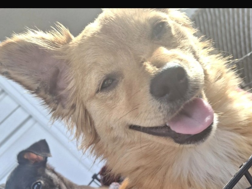 Chihuahua 2 years 7 months old female small named Eevee for breeding in Citrus Heights, California | Petmeetly