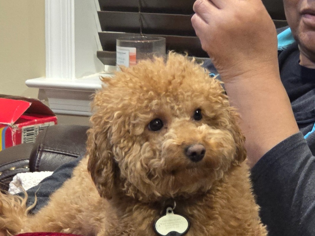 Miniature Poodle 1 year old male small named MAZE for breeding in Charles Town, West Virginia | Petmeetly