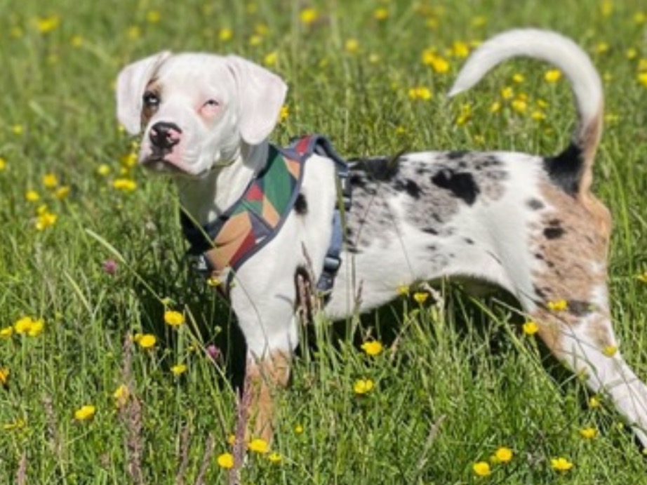 winston - Beagle | Petmeetly