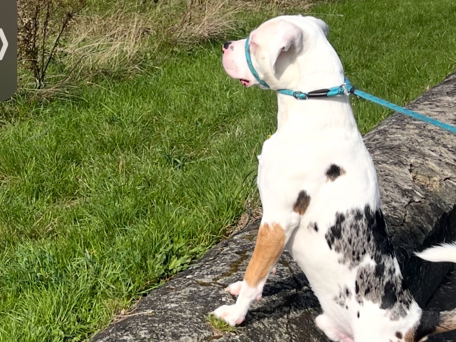 Beagle 2 years 3 months old male medium named winston for breeding in Southampton, England | Petmeetly