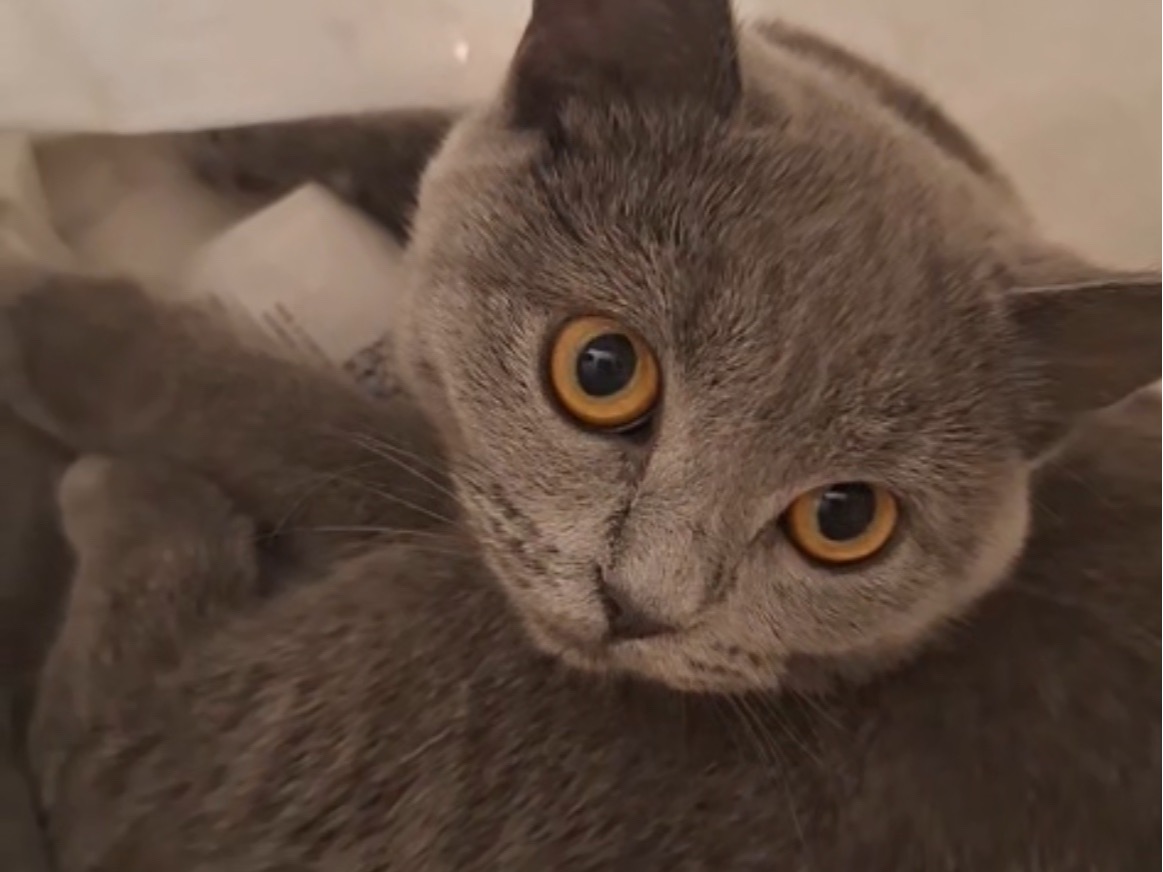 British Shorthair 1 year old female named Tiffany for breeding in Hattingen, North Rhine-Westphalia | Petmeetly