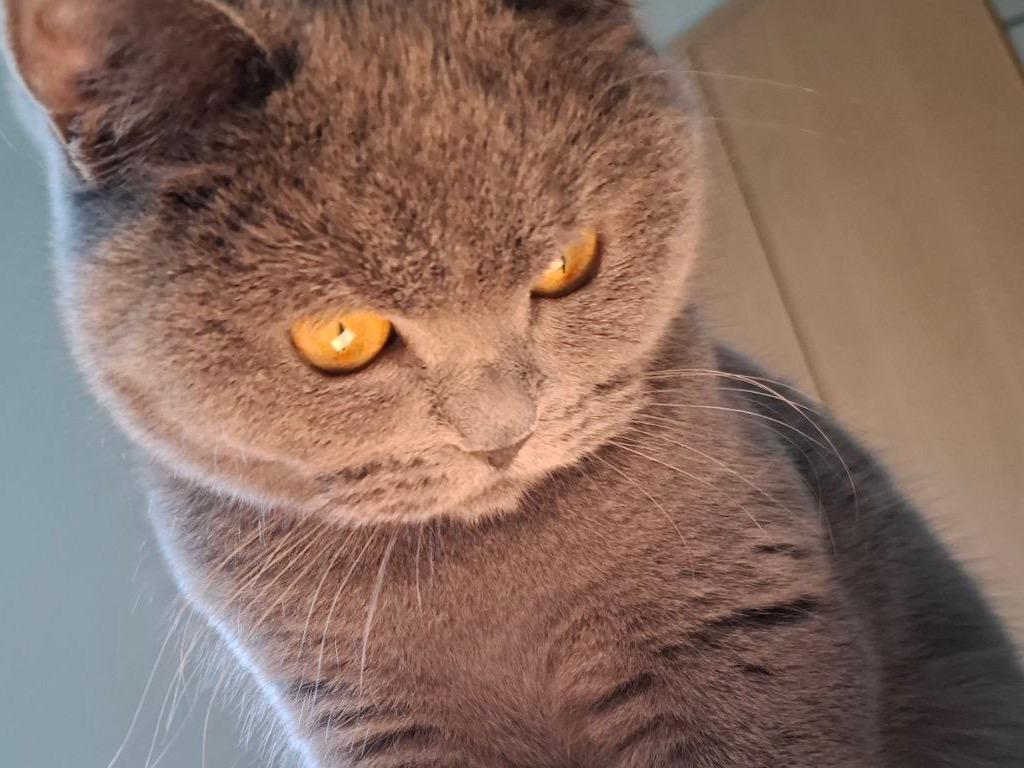 British Shorthair 1 year old female named Tiffany for breeding in Hattingen, North Rhine-Westphalia | Petmeetly