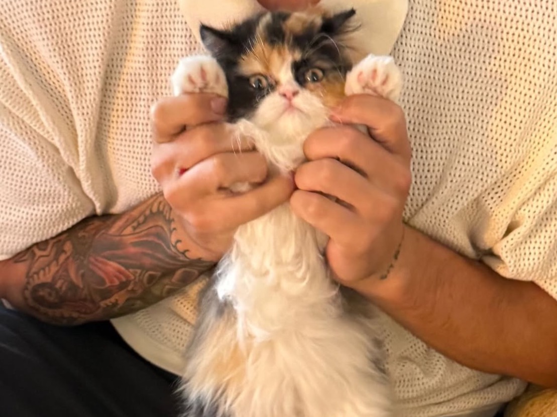 Persian 1 year old female named lady bug for breeding in Salt Lake City, Utah | Petmeetly