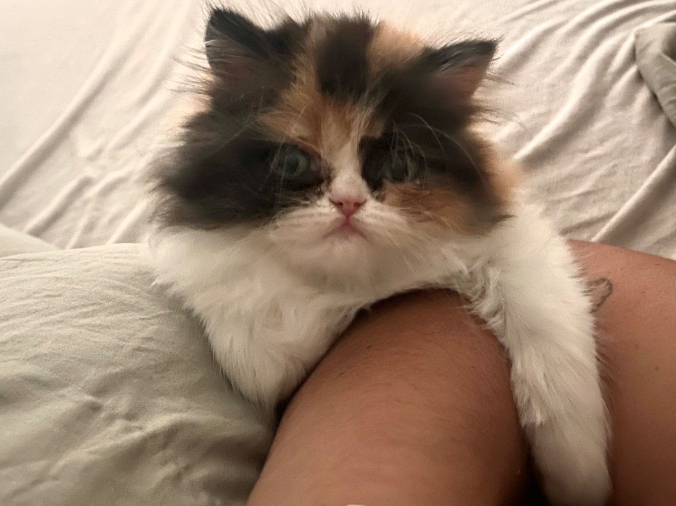 Persian 1 year old female named lady bug for breeding in Salt Lake City, Utah | Petmeetly