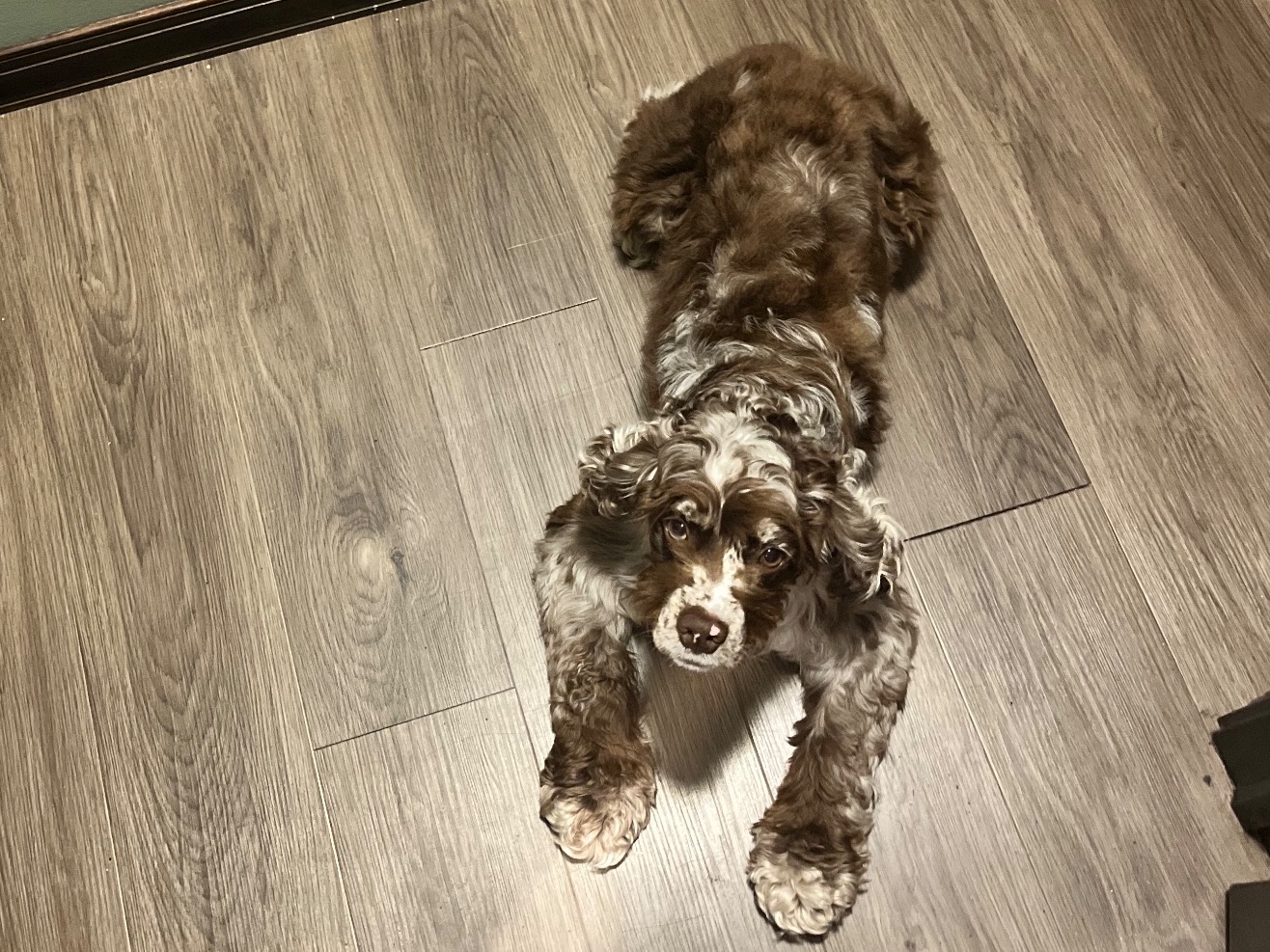 Cocker Spaniel 4 years old male medium named Zues for breeding in Rome, New York | Petmeetly