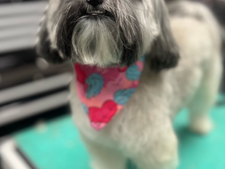 Havanese 3 years old male small named Pepe for breeding in Charlotte, North Carolina | Petmeetly