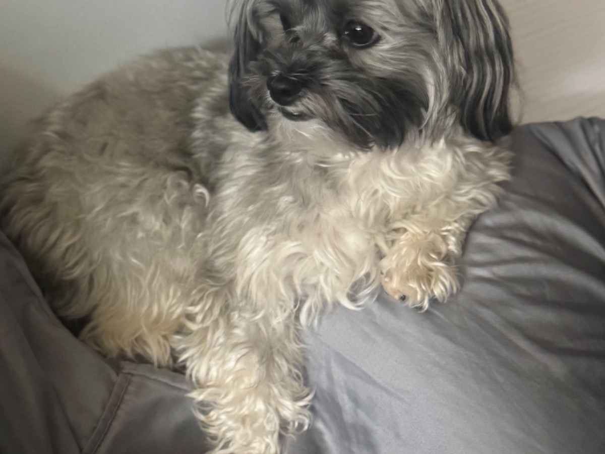 Havanese 3 years old male small named Pepe for breeding in Charlotte, North Carolina | Petmeetly