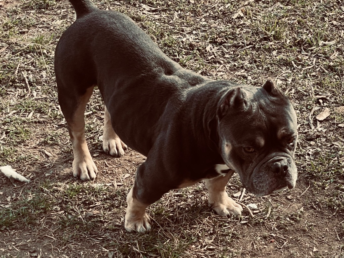 American Bully 5 years 4 months old male medium named money walk for breeding in Austin, Texas | Petmeetly
