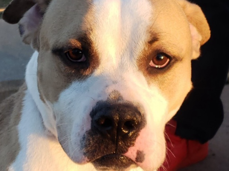 American PitBull Terrier 6 years old male medium named prince for breeding in Irving, Texas | Petmeetly