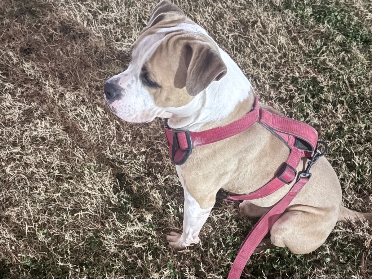 American PitBull Terrier 6 years old male medium named prince for breeding in Irving, Texas | Petmeetly