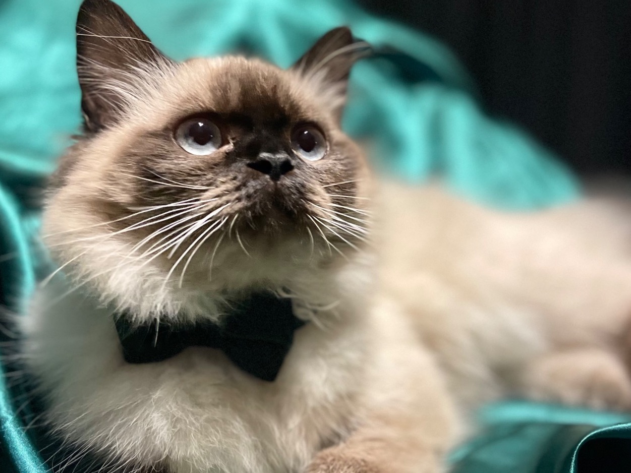 Persian 3 years old male named Malfoy for breeding in Fort Worth, Texas | Petmeetly