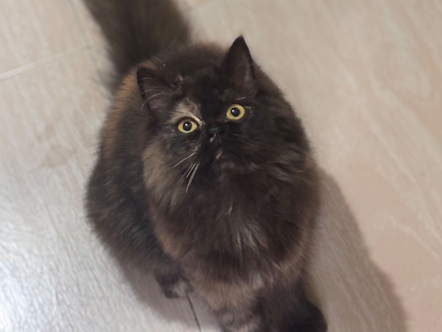 Persian 11 years old female named Dora for breeding in Kochi, Kerala | Petmeetly