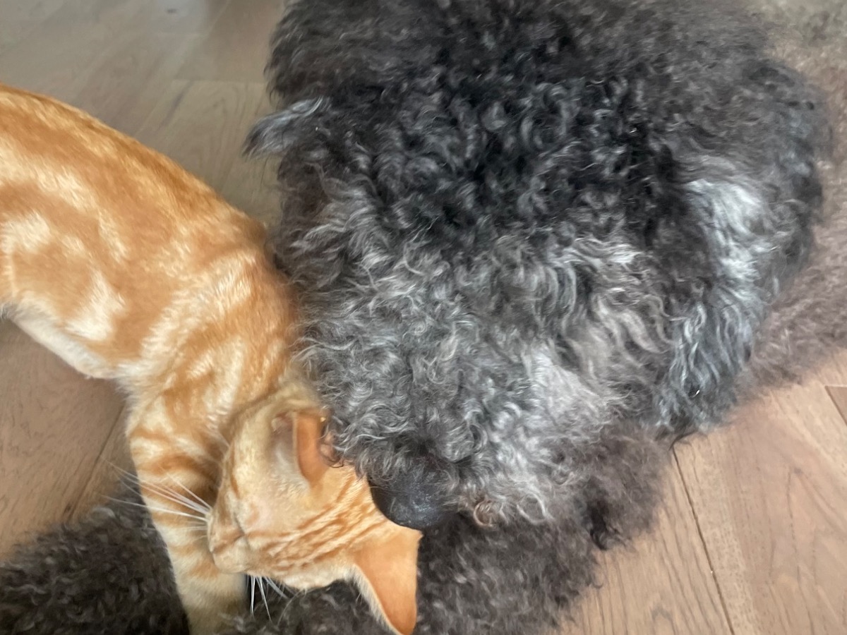 Bernedoodle 3 years old female large named Katie for breeding in Columbus, Ohio | Petmeetly