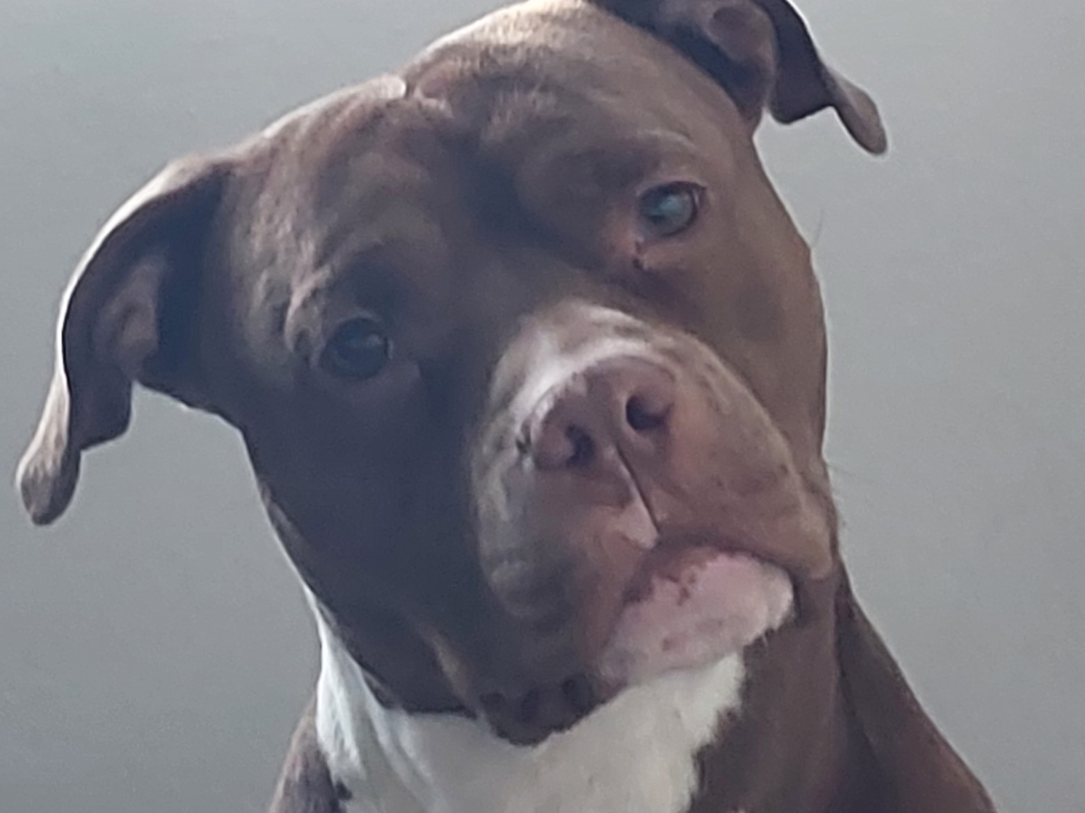 American PitBull Terrier 3 years old male medium named Peezy for breeding in Lansing, Michigan | Petmeetly