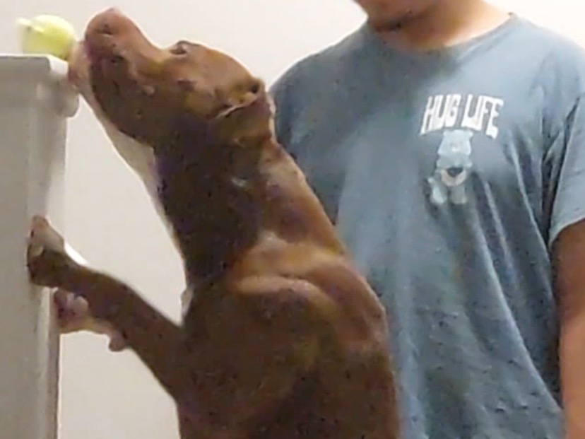 American PitBull Terrier 3 years old male medium named Peezy for breeding in Lansing, Michigan | Petmeetly