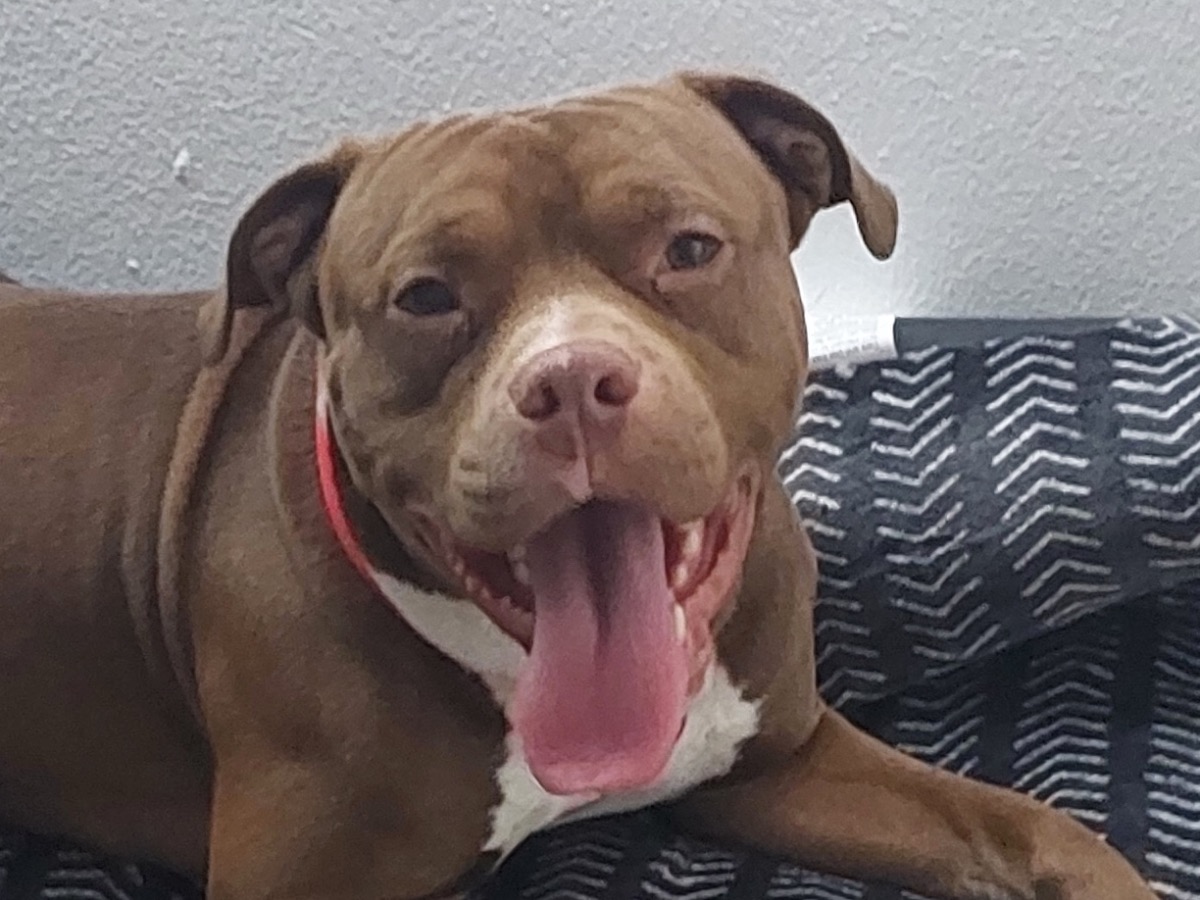 American PitBull Terrier 3 years old male medium named Peezy for breeding in Lansing, Michigan | Petmeetly