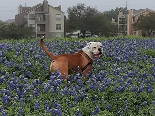 American Bulldog 7 years 3 months old male large named Jiren for breeding in Georgetown, Texas | Petmeetly