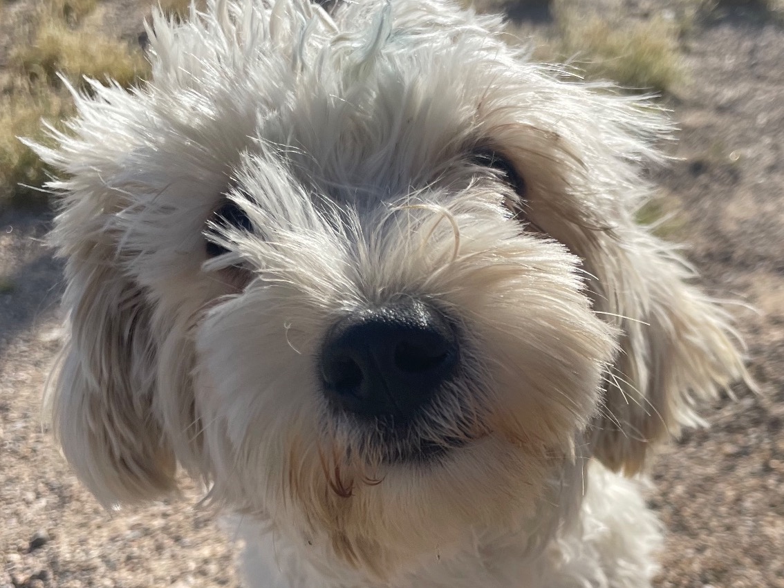 mindy - Toy Poodle | Petmeetly