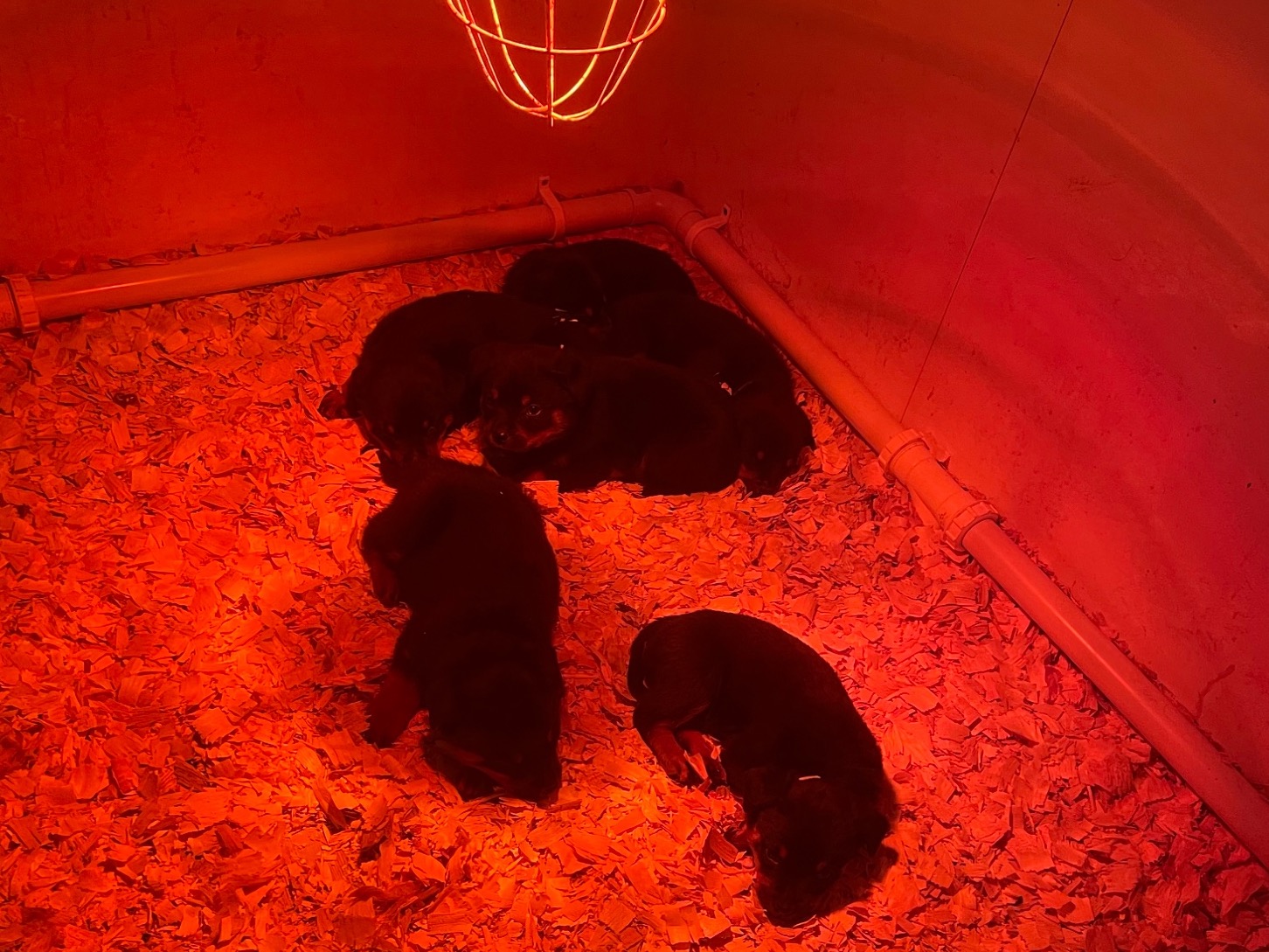 German Rottweiler 3 years 3 months old male large named Bertie for breeding in Saltcoats, Scotland | Petmeetly