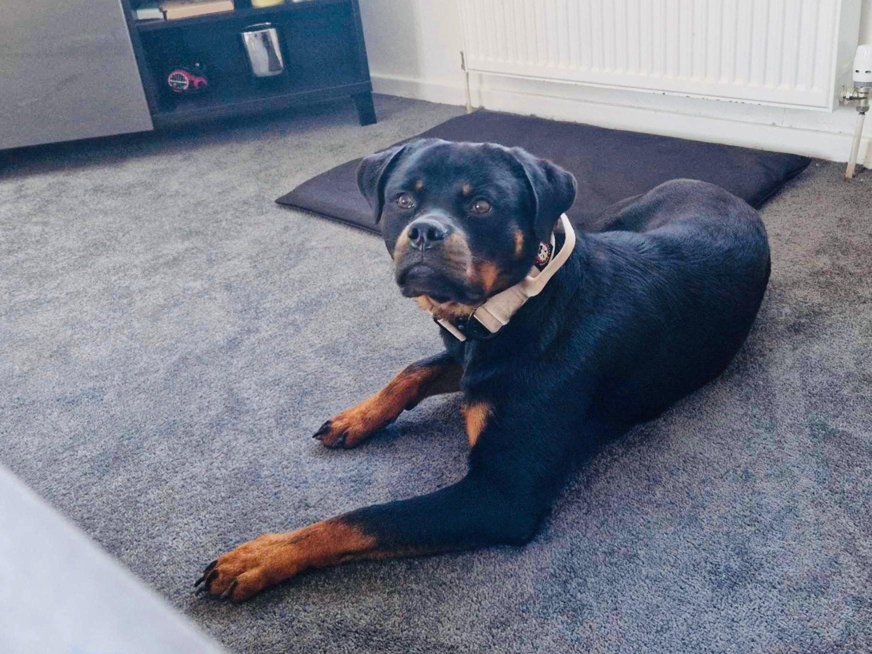 German Rottweiler 3 years 3 months old male large named Bertie for breeding in Saltcoats, Scotland | Petmeetly