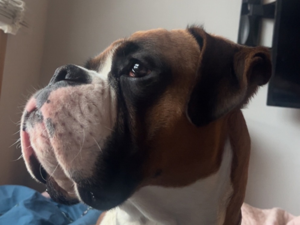 Boxer 1 year 4 months old male large named buzz for breeding in scotland, Scotland | Petmeetly