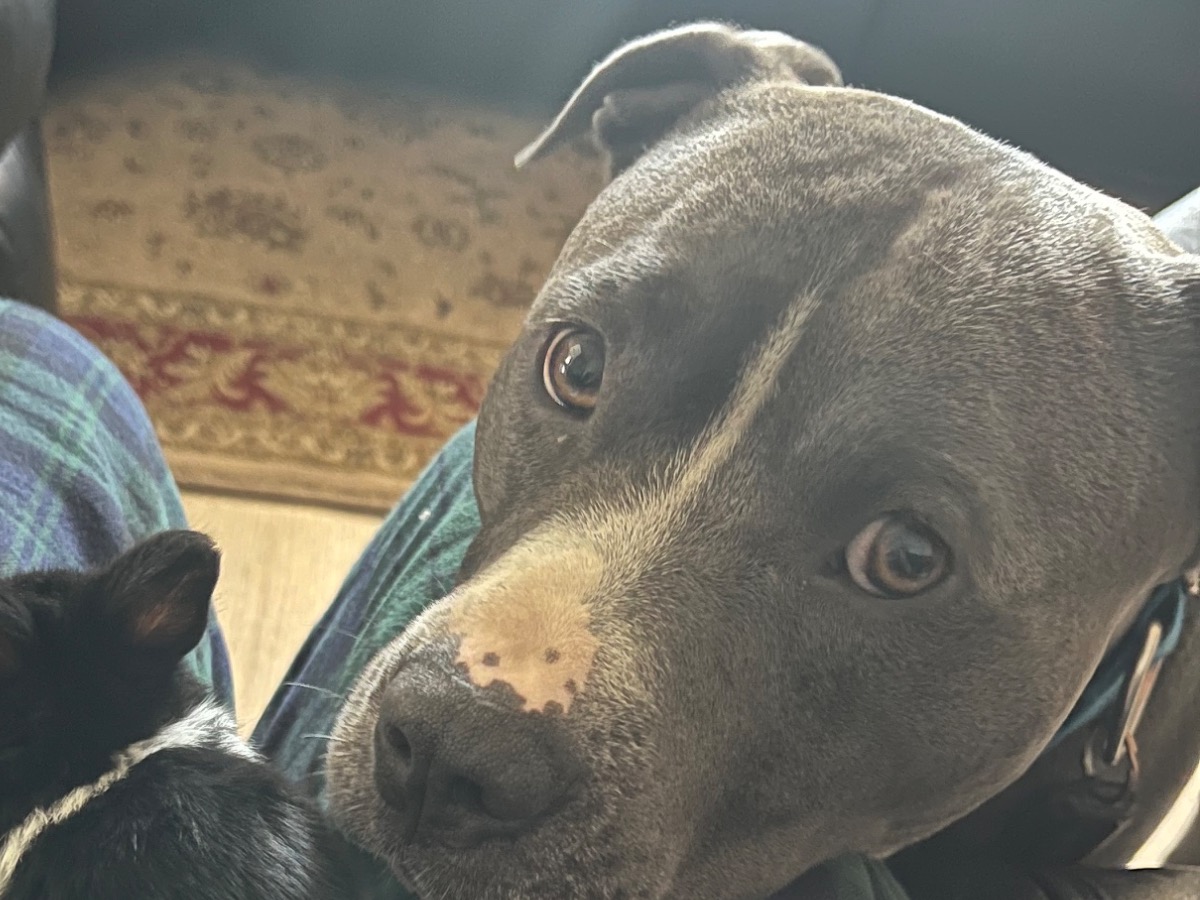 Blue nose Pitbull 3 years old male medium named Max for breeding in Brentwood, New York | Petmeetly