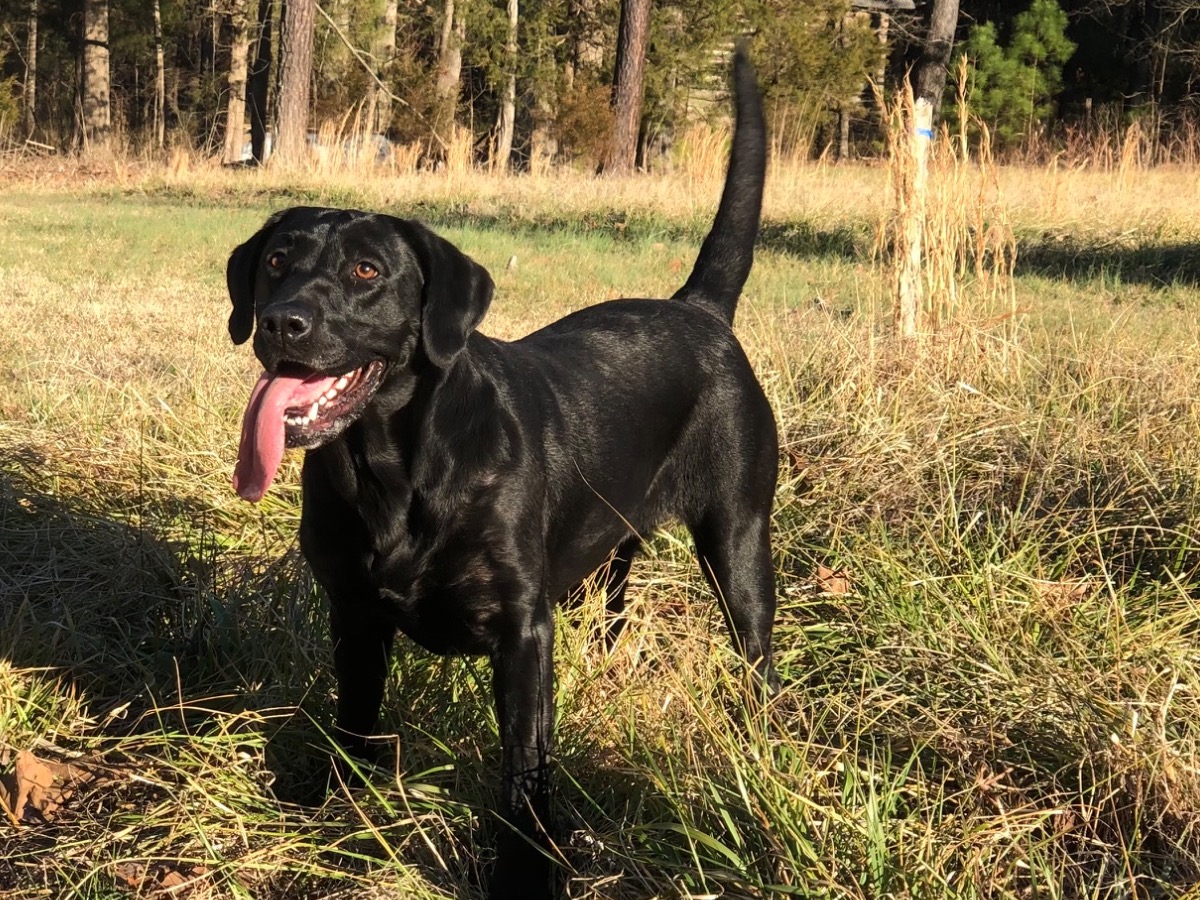 Labrador Retriever 9 years old female large named Khloe for breeding in Myrtle Beach, South Carolina | Petmeetly
