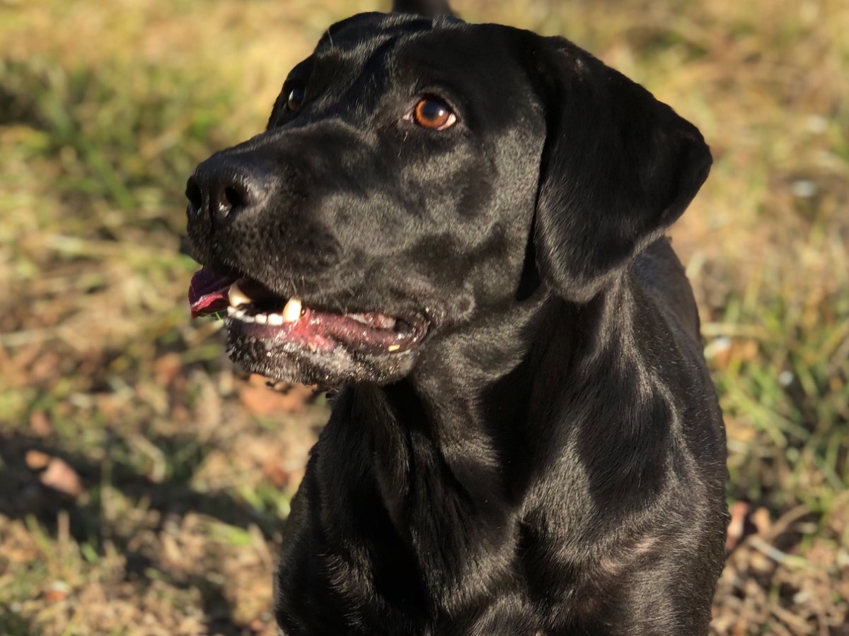 Labrador Retriever 9 years old female large named Khloe for breeding in Myrtle Beach, South Carolina | Petmeetly
