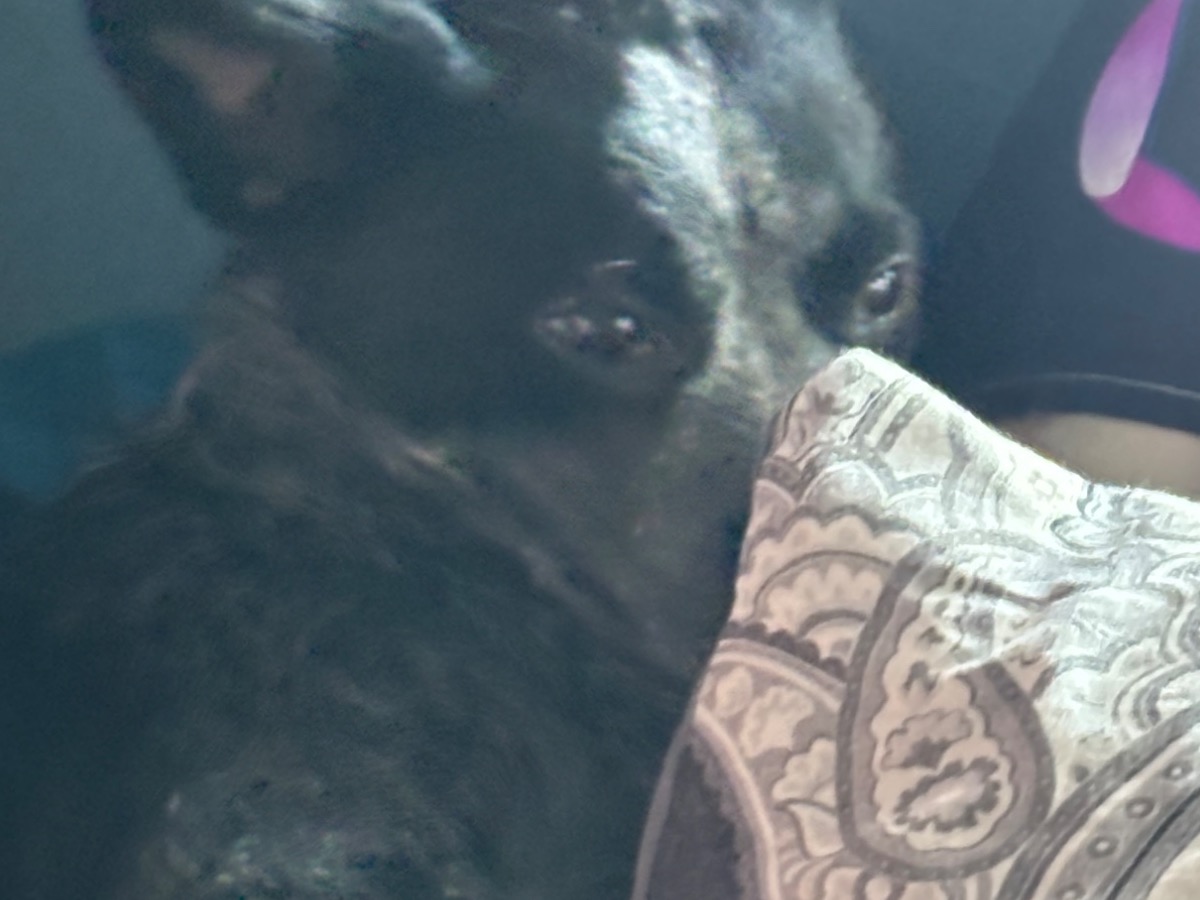 Australian Cattle Dog 1 year old female small named Remi for breeding in Wareham, Massachusetts | Petmeetly